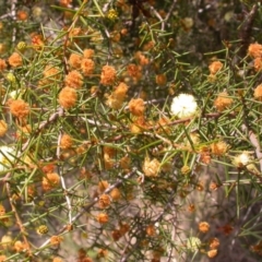 Acacia ulicifolia (Prickly Moses) at Canberra Central, ACT - 24 Sep 2014 by waltraud