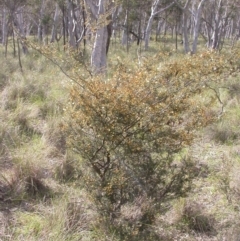 Acacia ulicifolia at Canberra Central, ACT - 24 Sep 2014 12:00 AM