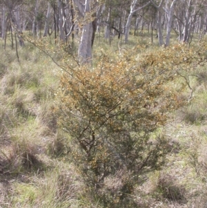 Acacia ulicifolia at Canberra Central, ACT - 24 Sep 2014