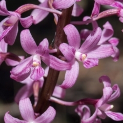 Dipodium roseum (Rosy Hyacinth Orchid) at Mount Majura - 12 Dec 2013 by waltraud