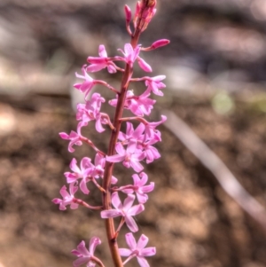 Dipodium roseum at Canberra Central, ACT - 13 Dec 2013