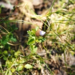 Veronica calycina (Hairy Speedwell) at Conder, ACT - 28 Nov 1999 by MichaelBedingfield