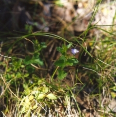 Veronica calycina at Conder, ACT - 28 Nov 1999