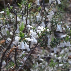 Leucopogon fletcheri subsp. brevisepalus at Acton, ACT - 27 Sep 2014