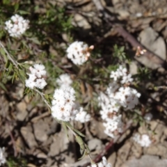 Leucopogon virgatus (Common Beard-heath) at Canberra Central, ACT - 27 Sep 2014 by galah681