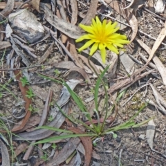 Microseris walteri (Yam Daisy, Murnong) at Bruce, ACT - 27 Sep 2014 by galah681