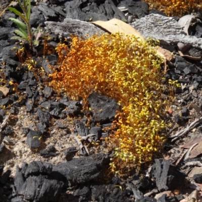 Funaria hygrometrica (Moss) at Bruce, ACT - 27 Sep 2014 by galah681