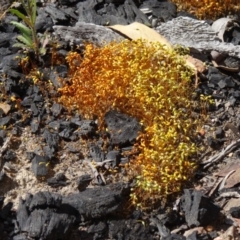 Funaria hygrometrica (Moss) at Black Mountain - 27 Sep 2014 by galah681