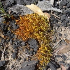 Funaria hygrometrica at Bruce, ACT - 27 Sep 2014 11:20 AM