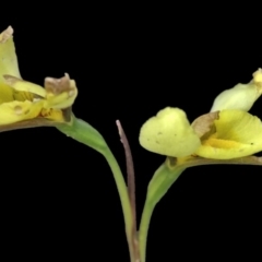 Diuris chryseopsis (Golden Moth) at Majura, ACT - 27 Sep 2014 by TonyWood