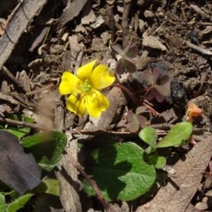 Oxalis sp. at Canberra Central, ACT - 27 Sep 2014 12:05 PM