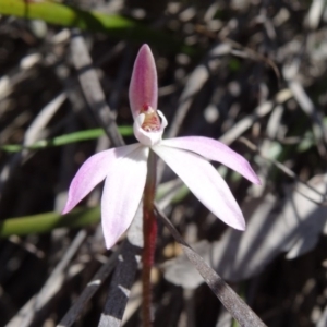 Caladenia fuscata at Bruce, ACT - 27 Sep 2014