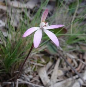 Caladenia fuscata at Bruce, ACT - 27 Sep 2014