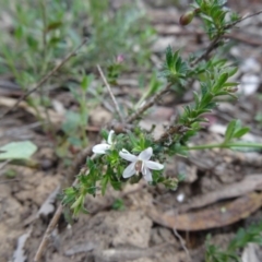 Rhytidosporum procumbens (White Marianth) at Canberra Central, ACT - 27 Sep 2014 by galah681