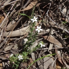 Rhytidosporum procumbens at Canberra Central, ACT - 27 Sep 2014