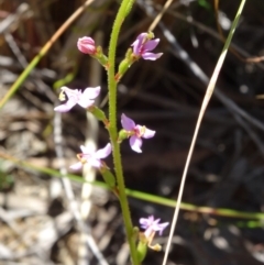 Stylidium graminifolium (Grass Triggerplant) at Acton, ACT - 27 Sep 2014 by galah681