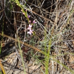 Stylidium graminifolium at Acton, ACT - 27 Sep 2014 10:23 AM