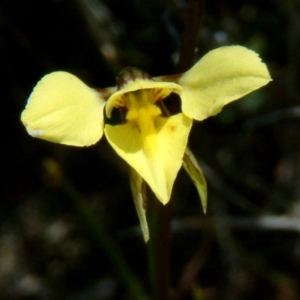 Diuris chryseopsis at Kambah, ACT - suppressed