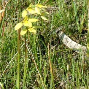 Diuris chryseopsis at Kambah, ACT - suppressed