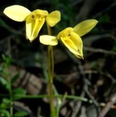 Diuris chryseopsis at Kambah, ACT - 28 Sep 2014