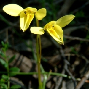 Diuris chryseopsis at Kambah, ACT - suppressed