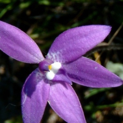 Glossodia major (Wax Lip Orchid) at Mount Taylor - 27 Sep 2014 by julielindner
