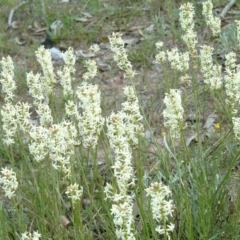 Stackhousia monogyna (Creamy Candles) at Wanniassa, ACT - 26 Sep 2014 by julielindner