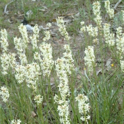 Stackhousia monogyna (Creamy Candles) at Wanniassa, ACT - 27 Sep 2014 by julielindner