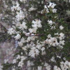 Cryptandra amara (Bitter Cryptandra) at Conder, ACT - 23 Sep 2014 by michaelb