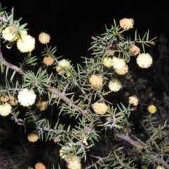 Acacia ulicifolia (Prickly Moses) at Conder, ACT - 23 Sep 2014 by michaelb