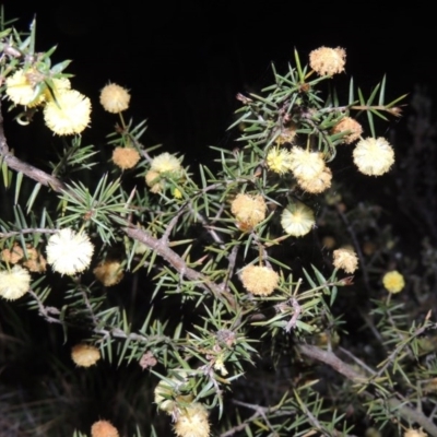 Acacia ulicifolia (Prickly Moses) at Rob Roy Range - 23 Sep 2014 by michaelb