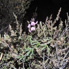 Glycine clandestina (Twining Glycine) at Conder, ACT - 23 Sep 2014 by michaelb