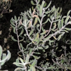 Persoonia rigida (Hairy Geebung) at Rob Roy Range - 23 Sep 2014 by michaelb