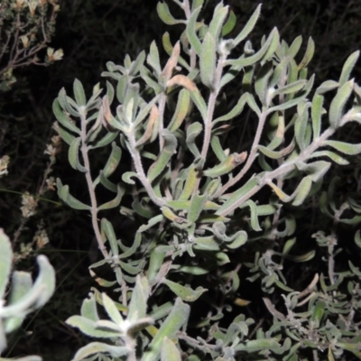 Persoonia rigida (Hairy Geebung) at Conder, ACT - 23 Sep 2014 by michaelb