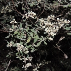 Pomaderris pallida (Pale Pomaderris) at Conder, ACT - 23 Sep 2014 by michaelb