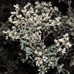 Pomaderris pallida (Pale Pomaderris) at Conder, ACT - 23 Sep 2014 by michaelb