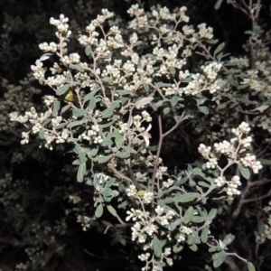 Pomaderris pallida at Conder, ACT - 23 Sep 2014