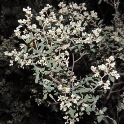 Pomaderris pallida (Pale Pomaderris) at Rob Roy Range - 23 Sep 2014 by michaelb