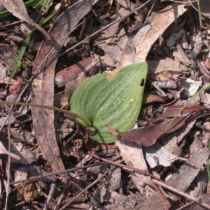 Eriochilus cucullatus at Canberra Central, ACT - 27 Sep 2014