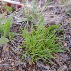Isoetopsis graminifolia (Grass Cushion Daisy) at Tuggeranong Hill - 24 Sep 2014 by michaelb