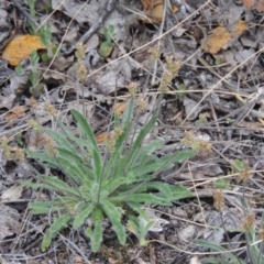 Plantago hispida (Hairy Plantain) at Tuggeranong Hill - 24 Sep 2014 by michaelb