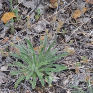 Plantago hispida at Theodore, ACT - 24 Sep 2014