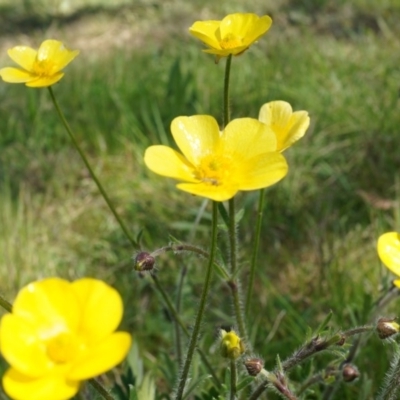 Ranunculus lappaceus (Australian Buttercup) at Hall, ACT - 28 Sep 2014 by AaronClausen