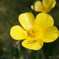 Ranunculus lappaceus at Hall, ACT - 28 Sep 2014 12:23 PM