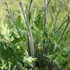 Ranunculus lappaceus at Hall, ACT - 28 Sep 2014