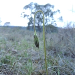 Microseris walteri (Yam Daisy, Murnong) at Tuggeranong Hill - 24 Sep 2014 by MichaelBedingfield