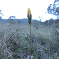 Microseris walteri at Tuggeranong Hill - 24 Sep 2014