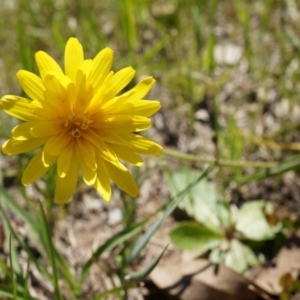 Microseris walteri at Hall, ACT - 28 Sep 2014 12:24 PM