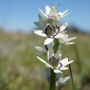 Wurmbea dioica subsp. dioica at Fraser, ACT - 28 Sep 2014