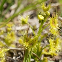 Drosera (genus) (A Sundew) at Dunlop, ACT - 28 Sep 2014 by AaronClausen